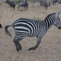 Safaris in Kenya & Tanzania