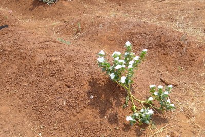 Flowers on freshly dug graves (file photo).