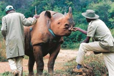 Animal handlers feed an orphaned black rhino.