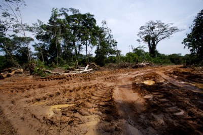 Logging destruction in Congo-Kinshasa.