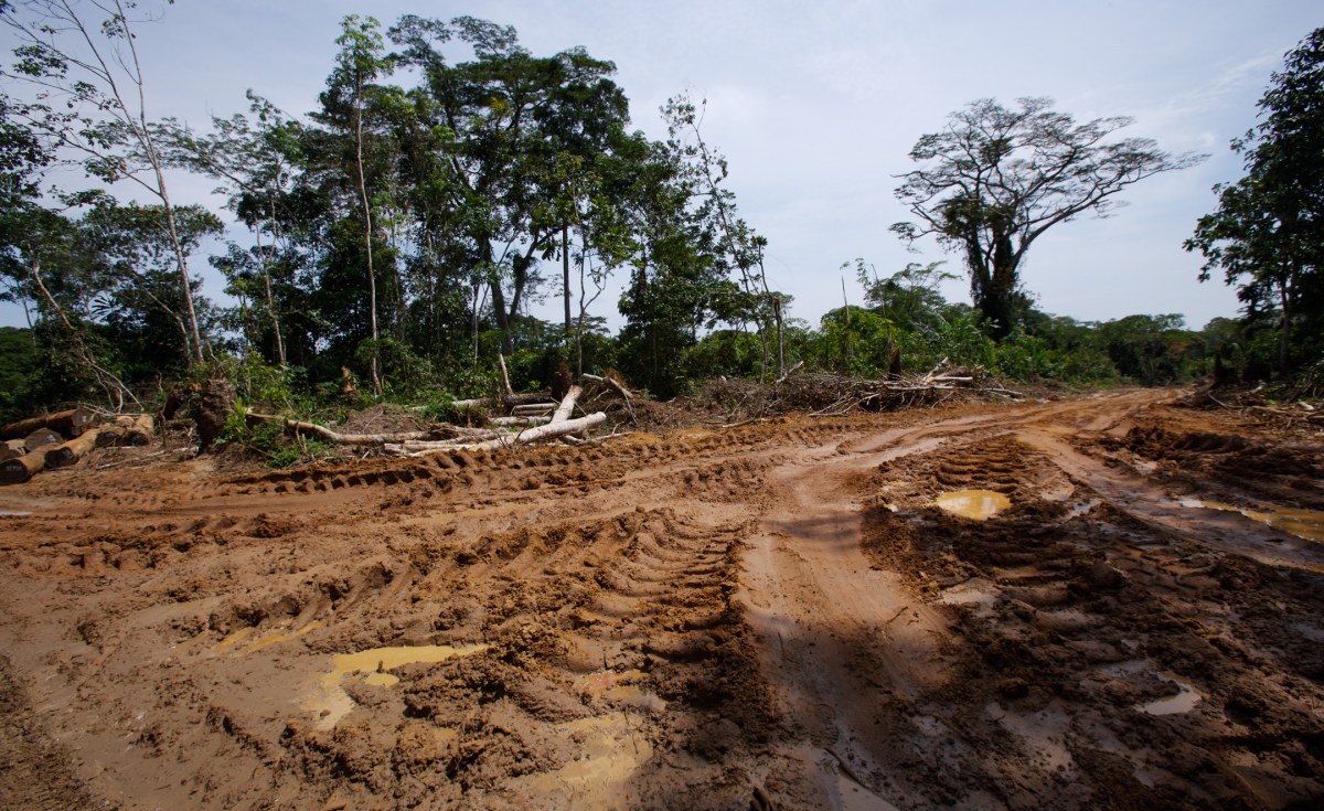 Illegal Logging Poses Threat to Liberian Forests - allAfrica.com