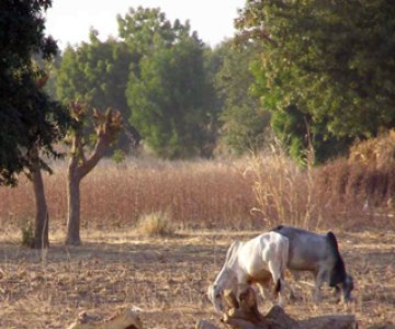 Arid Nigerian Region Turns to Science to Improve Crop Harvests