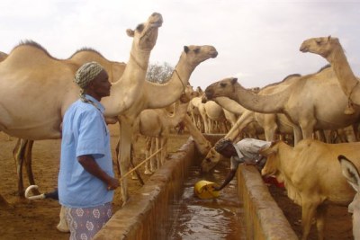 Pastoralists are being forced to travel further and futher to water their heads of livestock in Mandera, in the northeast Kenya.