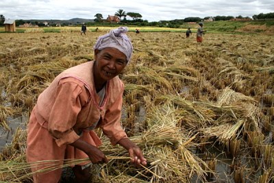 A rice field outside Antananarivo, Madagascar.