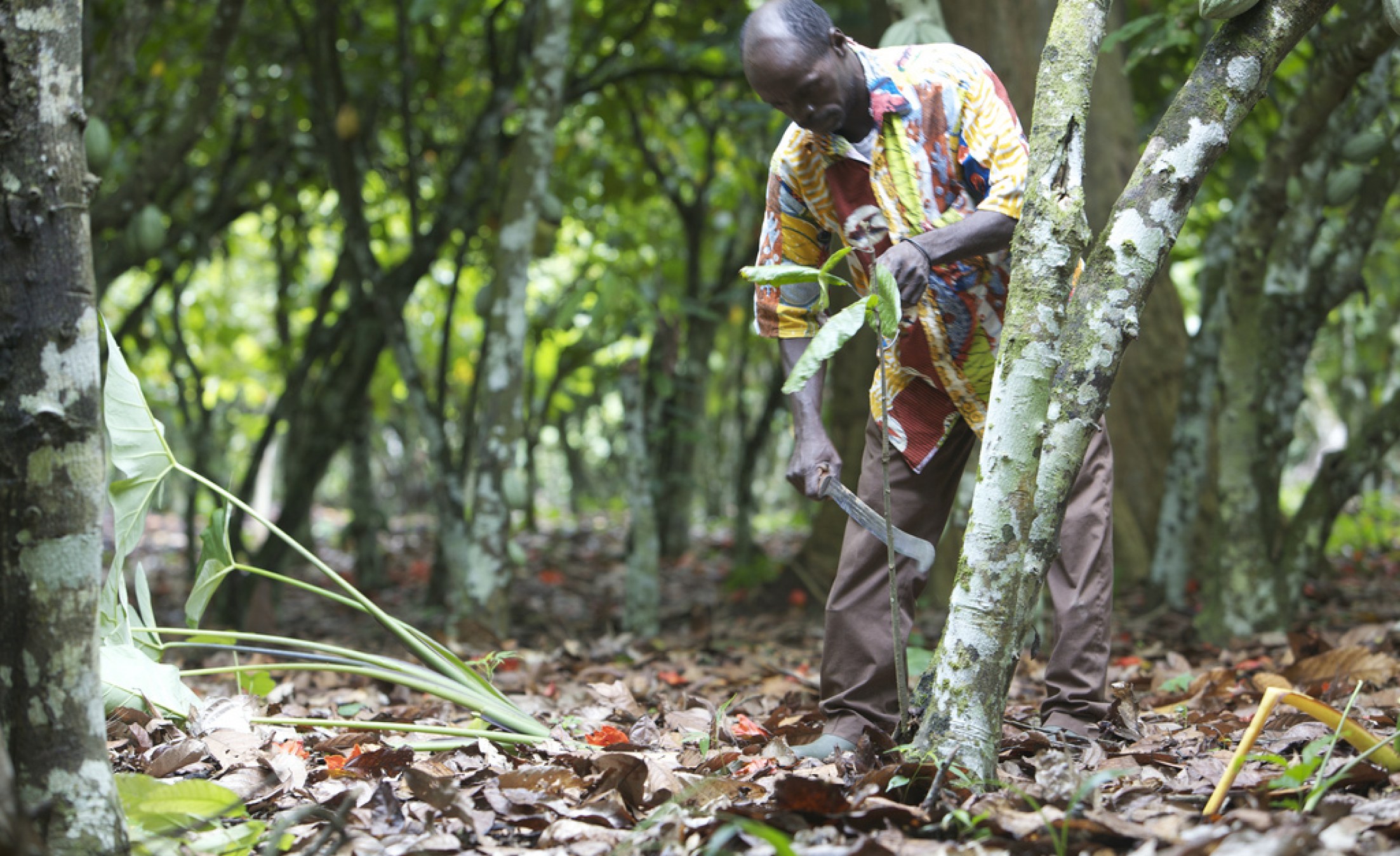West Africa Falling Cocoa Prices Threaten Child Labour Spike in Ghana