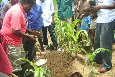 Improving soil fertility to increase crop yields.