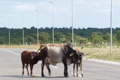 King Mswati III's project, Sikhuphe International Airport. The airport site is deserted except for livestock roaming around.