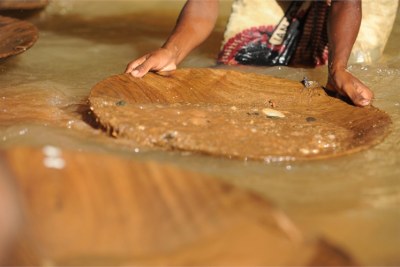 Gold-panning requires concentration: flecks of gold are often smaller than a grain of rice.