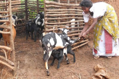 File photo of Ms Teopista Nalubega tending her goats at her home.