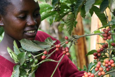 Picking coffee: Kenya currently exports nearly all its coffee in raw form, limiting the revenue farmers can earn from the crop, and its impact in creating wealth and employment.