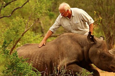 Wildlife veterinarian Dr Jacques Flamand helps a rhino.