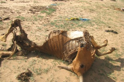 Des familles de l'ouest du Somaliland ont perdu tout leur bétail au cours de l'actuelle sécheresse