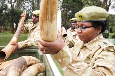 Kenya Wildlife Service Rangers load elephant tusks: Officials attribute elephant poaching to a growing demand for ivory in the international market.