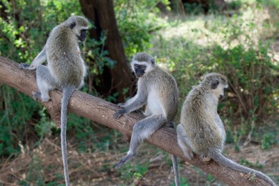 Vervet monkeys (file photo)