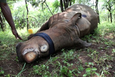 Mutilated rhino (file photo).