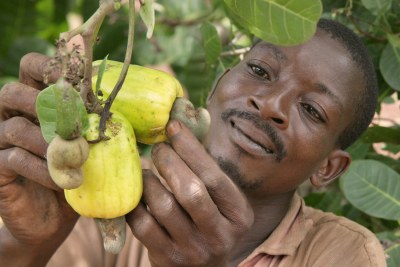 (Photo d'archives ) -  La Côte d'Ivoire est le premier pays producteur en Afrique et de deuxième producteur mondial de la noix de cajou avec plus de 500.000 tonnes