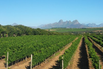 Vineyard in South Africa's Western Cape