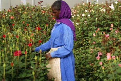 A woman harvests roses (file photo).