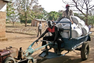 Sellers bring harvested seed to Morobo’s Seed Fair (file pghoto)