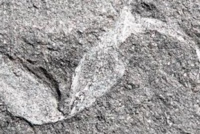 The pincers of a 360 million-year-old fossilised scorpion.