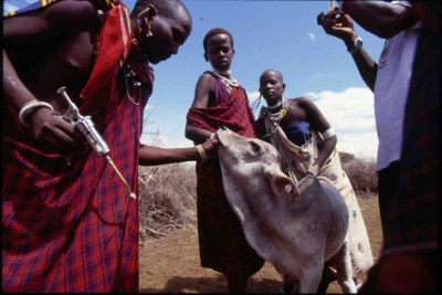 Maasai vaccinate cattle (file photo).