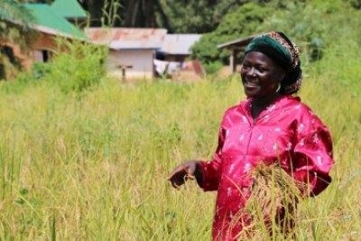Last June, Mary Wagbo, a farmer from the Liberian region of Lofa County, couldn't plant the rice as Ebola was spreading fast in the area.