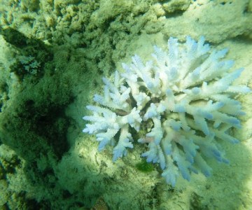Coral Bleaching Confirmed on Seychelles' Curieuse Island