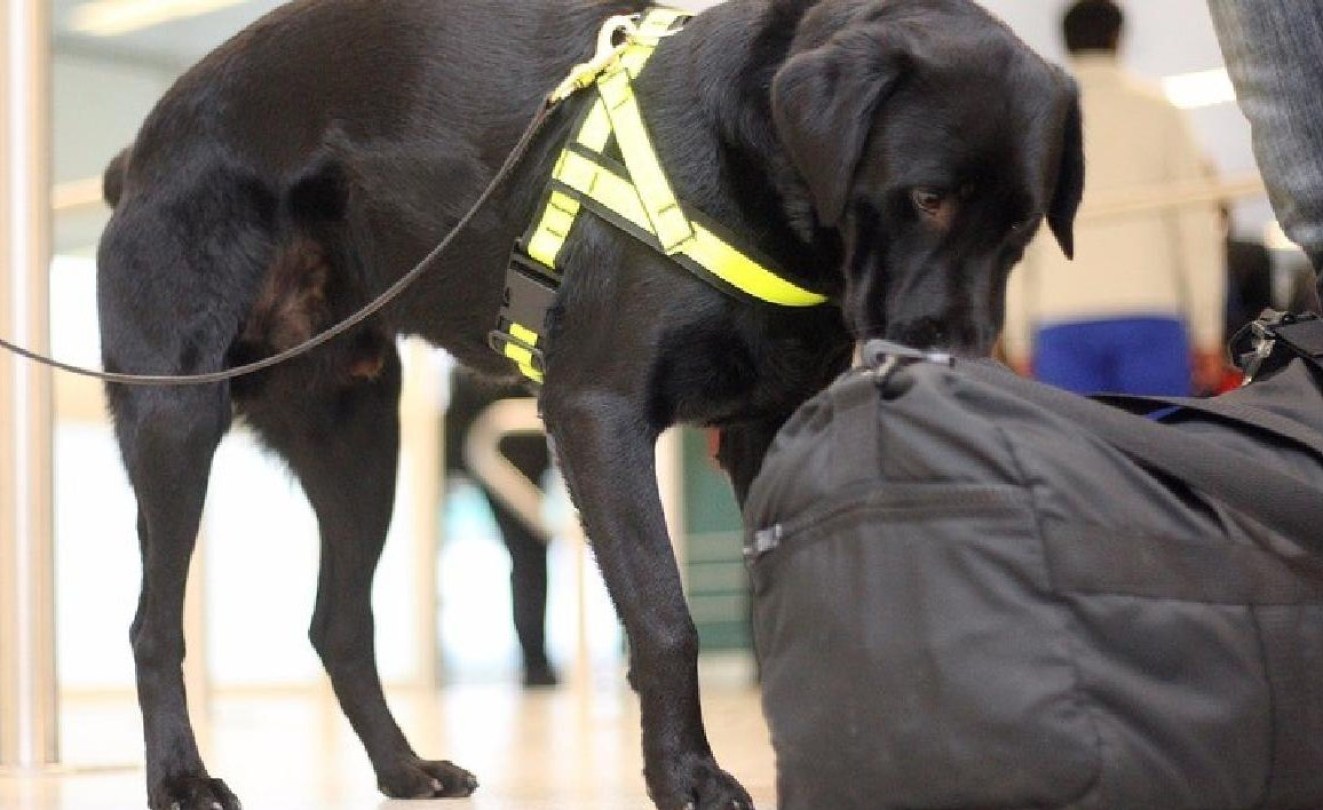 Kenya Added Sniffer Dogs Good Move As Kenya Prepares for U.S. Direct
