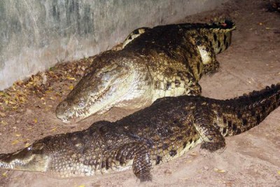 The dreaded 'Big Daddy' crocodile [right] with one of his two wives 'Sasha' coming for feeding at Mamba village in Mombasa in this picture taken on June 16,2016.
