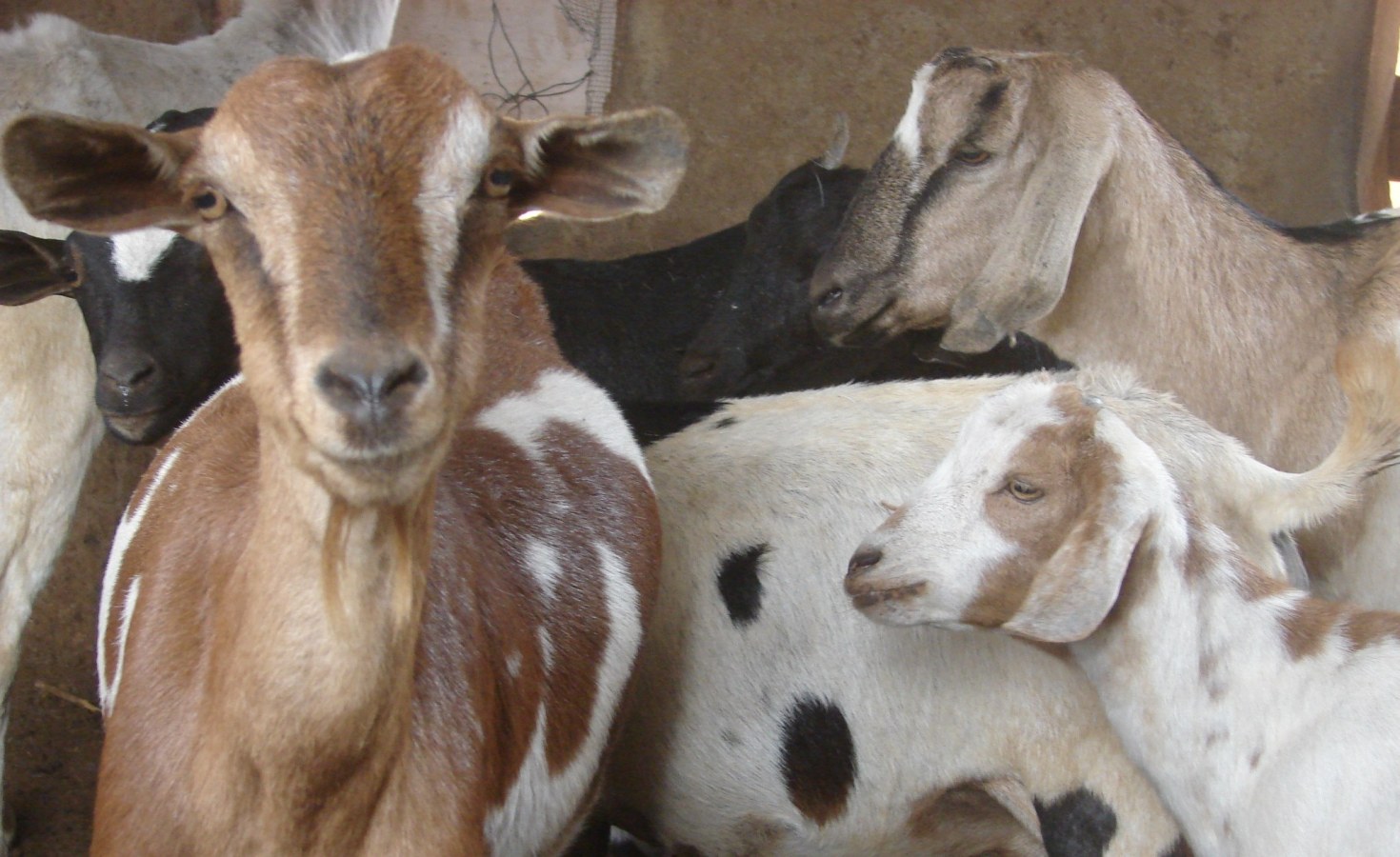 zimbabwe-market-opportunities-for-goat-producers-allafrica