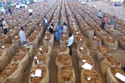Tobacco farmers at an auction floor (file photo).