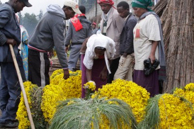 The pavement around Semen Mazagaja is full of vendors who sell chibo, rye grass and yellow daisies during Meskel (file photo).
