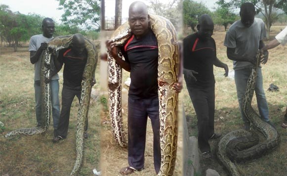 Uganda: Python Shot Dead on President Museveni's Farm - allAfrica.com