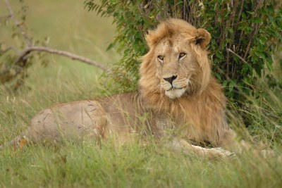 Male Lion at the Masai Mara Reserve (file photo).