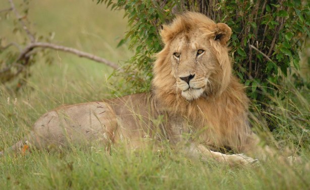 Kenya's Moral Police Convinced 'Gay' Lions Are Demon Possessed -  