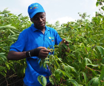 Empowering Mozambican Farmers with Improved Seeds