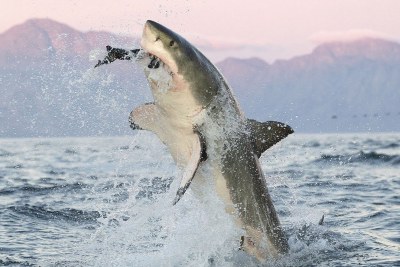 Great white shark breaches the ocean surface (file photo).