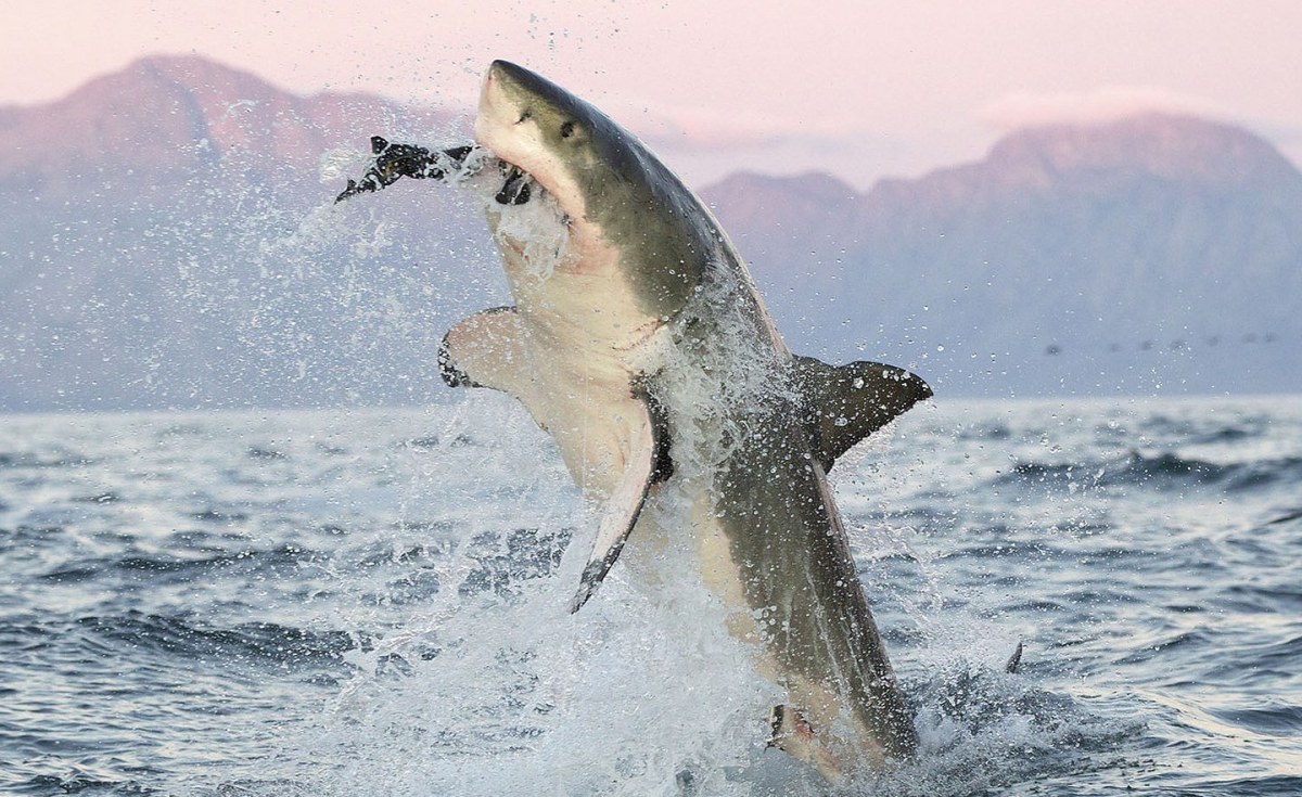 Africa: Great White Sharks Spotted in Plettenberg Bay allAfrica.com