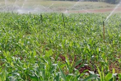 Irrigation in a maize field (file photo).