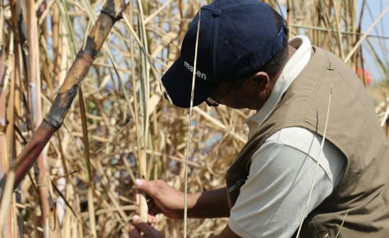 Sudan: Decimated Sudan Sugar Industry Faces Bleak Future