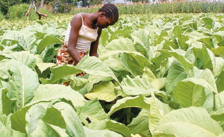 Zimbabwe: Tobacco Exports Rake In U.s.$421m - Allafrica.com