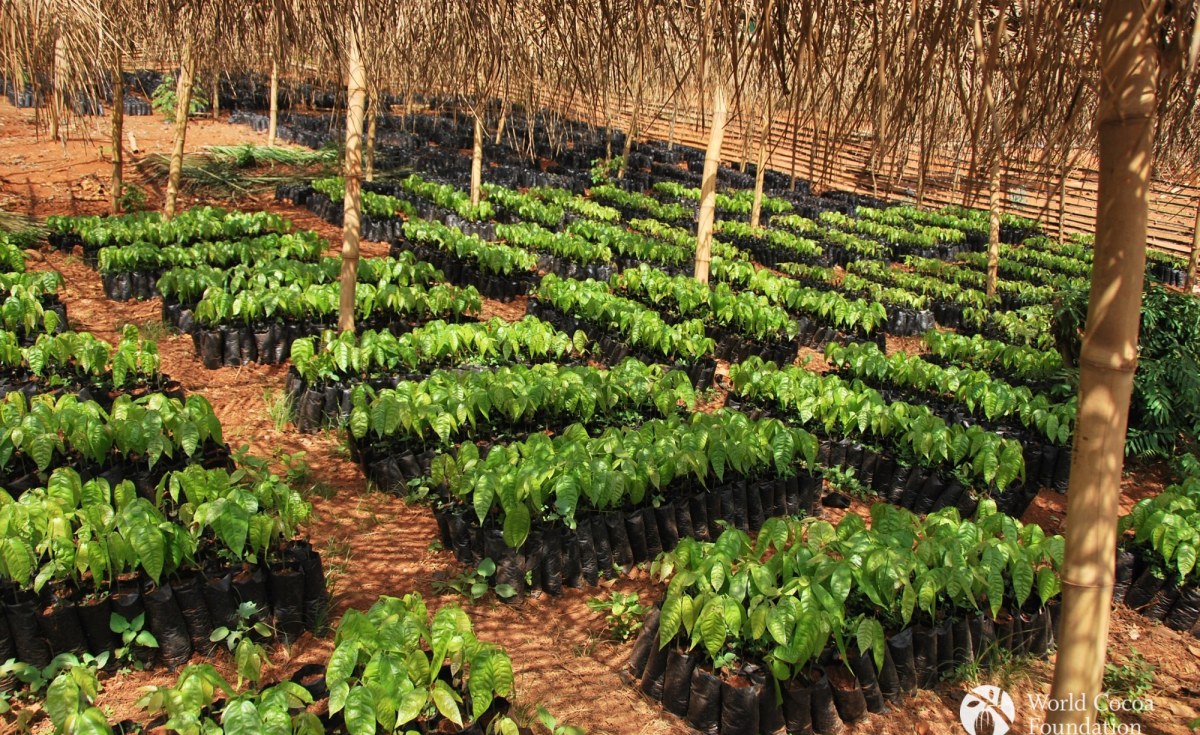 Transformation of Cocoa Production, Rural Economy, Energy in Focus, As