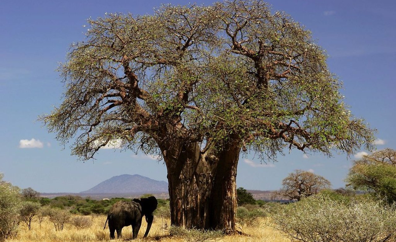 Environment -- Home - allAfrica.com