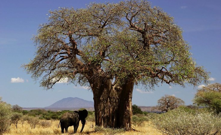 Meet Me By The Baobab Tree
