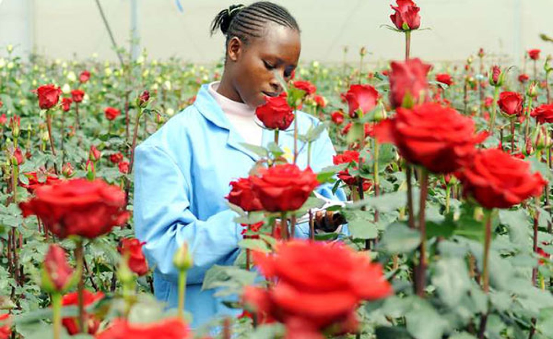 Namibia Kenyan Flower Industry Impresses Geingob