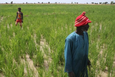 Mali Villagers Enlist Irrigation to Ward Off Extremism