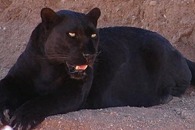 Léopard noir, plus souvent appelé Panthère noire.