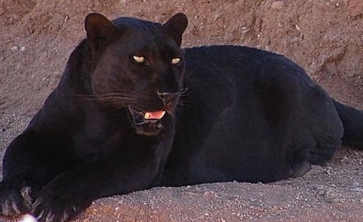Afrique Un l opard noir d Afrique a t pris en photo une