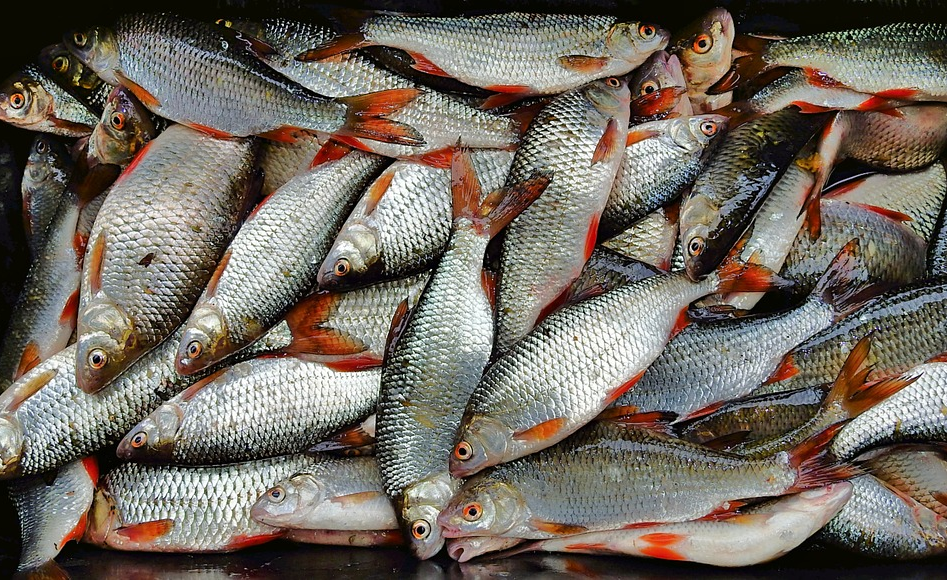 Nigeria Salt, Frozen Fish Top Nigeria's Import Chart