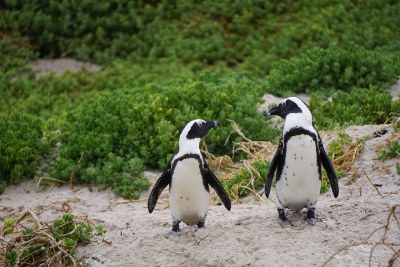 African penguin (file photo).